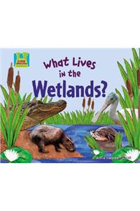 What Lives in the Wetlands?