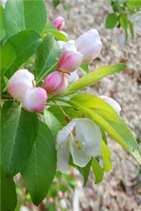 2019 Daily Planner Spring Flower Buds Ready To Open 384 Pages