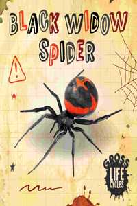 Black Widow Spider