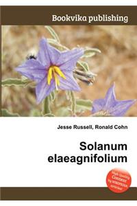 Solanum Elaeagnifolium