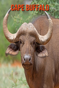 Cape Buffalo