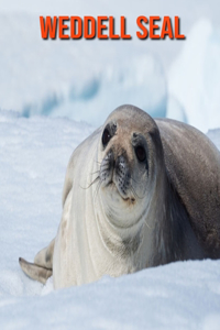 Weddell Seal