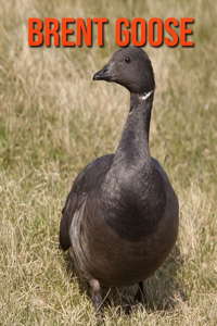 Brent Goose