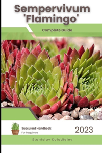 Sempervivum 'Flamingo'