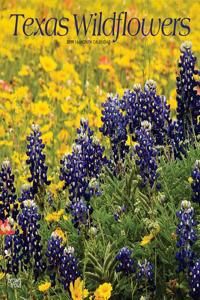 Texas Wildflowers 2019 Square