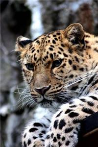 Leopard Portrait Animal Journal