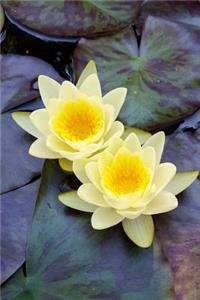 Water Lilies in a Pond Flower Journal