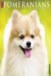Just Pomeranians 2018 Wall Calendar (Dog Breed Calendar)