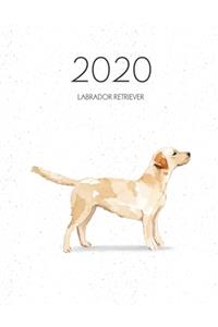 2020 Labrador Retriever