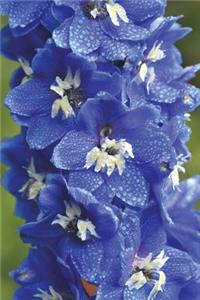 Brilliant Blue Larkspur Flowers Covered in Morning Dew Journal