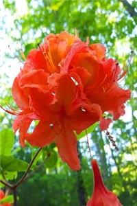 Summer 2019 Weekly Planner Orange Flowers 134 Pages