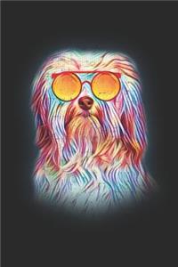 Havanese