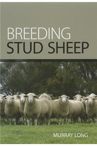Breeding Stud Sheep