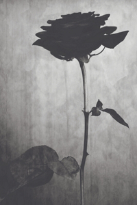 The Curse of the Black Rose