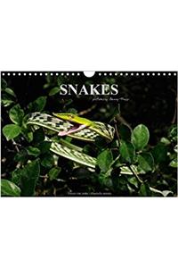 Snakes / UK-Version 2017