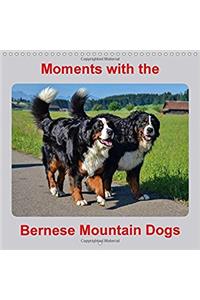 Moments with the Bernese Mountain Dogs 2017