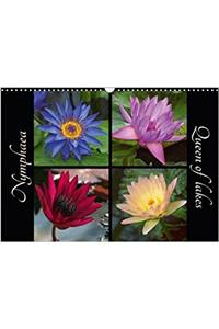 Nymphaea - Queen of Lakes 2018