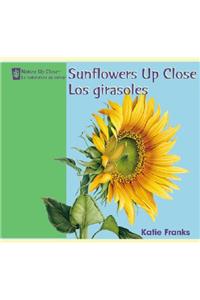 Sunflowers Up Close / Los Girasoles