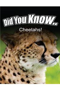 Cheetahs