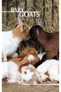 Baby Goats Pocket Monthly Planner 2017