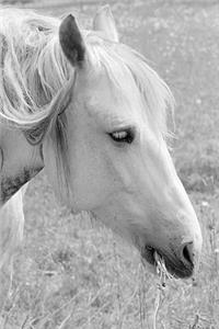 2020 Daily Planner Horse Photo Equine Grazing Grey 388 Pages