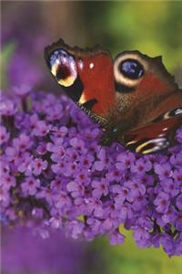 Peacock Butterfly on Purple Lilac Journal