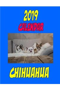 2019 Calendar Chihuahua