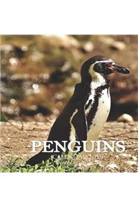 Penguins Calendar 2019