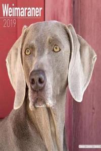 Weimaraner Calendar 2019