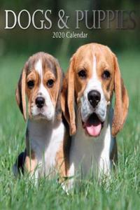 Dogs & Puppies