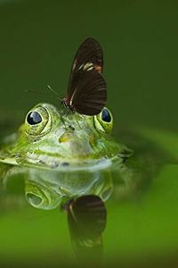 Frog and a Friend