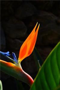 Crane Flower (Bird of Paradise) Journal