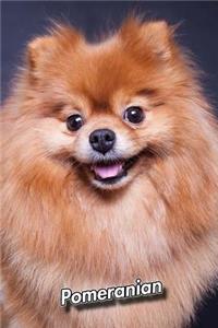 Pomeranian