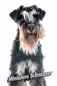 Miniature Schnauzer