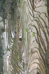 Green Valley Rice Field at Bukit Tinggi West Sumatra Indonesia Journal