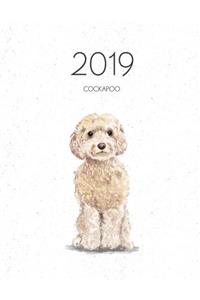 2019 Cockapoo