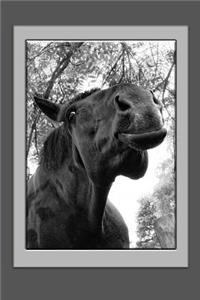 Black Horse Notebook