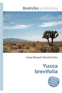 Yucca Brevifolia