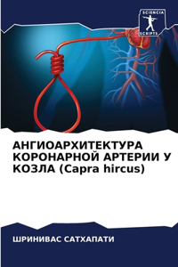 АНГИОАРХИТЕКТУРА КОРОНАРНОЙ АРТЕРИИ У К