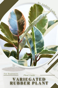 Variegated Rubber Plant