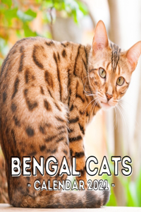 Bengal Cats