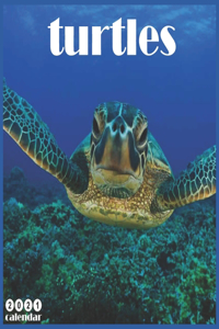 Turtles 2021 Calendar