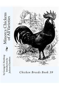 Minorca Chickens of All Varieties