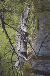 Alligator Resting on the Bank Journal