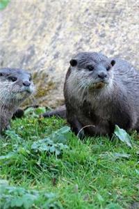 Two Curious Oriental Small-Clawed River Otters (Amblonyx cinereus) Journal