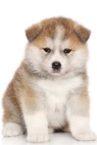 Adorable American Akita Inu Puppy Dog Journal