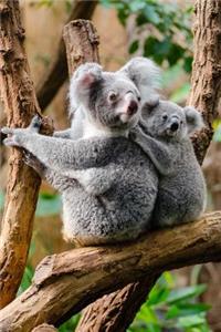 Australian Mama and Little Baby Koala Bears Adorable Animal Journal