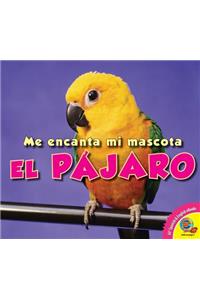 Pajaro