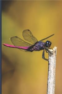 Dragonfly Journal