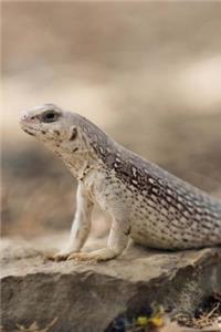 Desert Iguana Checking Things Out in Mexico Lizard Journal